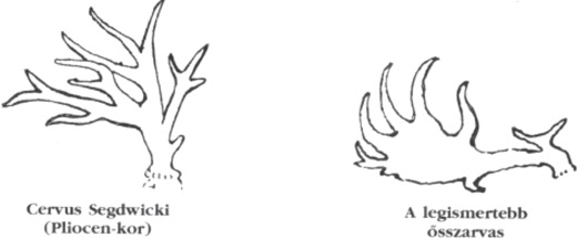 assets/Ágas-bogas_image2.png|invert_dark