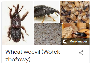 assets/Ágas-bogas_image3.png|invert_dark