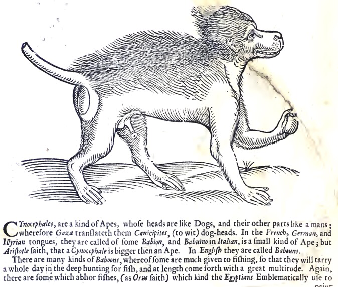 assets/Ape_image2.png|invert_dark