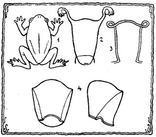 assets/Béka_image1.png|invert_dark