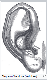 assets/Fül_image1.png|invert_dark