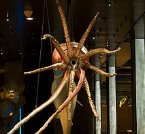 assets/Feketelyuk_image1.jpeg|invert_light