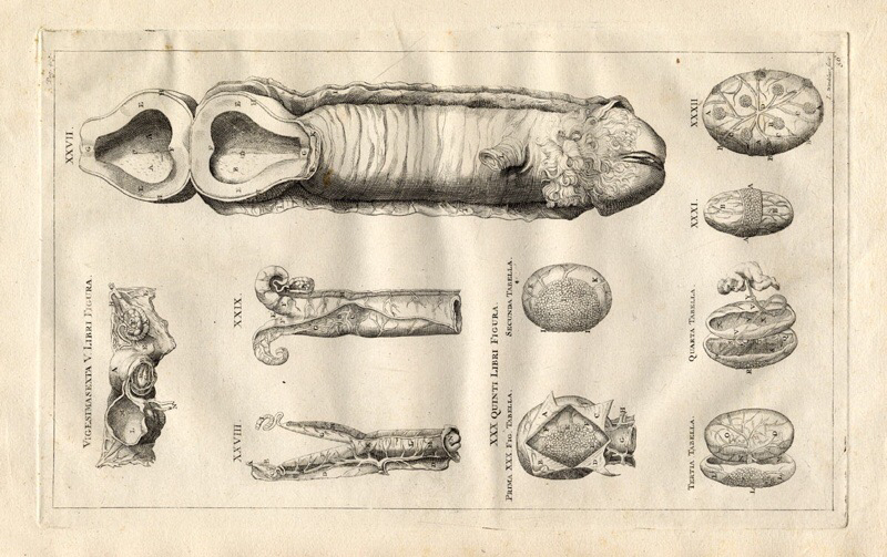 assets/Szarv_image10.png|invert_dark