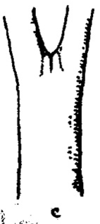 assets/Trivial_image5.jpeg|invert_dark